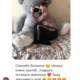 Мишка Томик 200 см Серый - фото №5